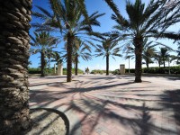 Florida palm trees