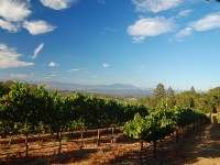 Napa grape plantation Grape plantation in Napa, California