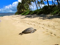 Hawaii beach Hawaii beach