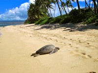 Hawaii beach