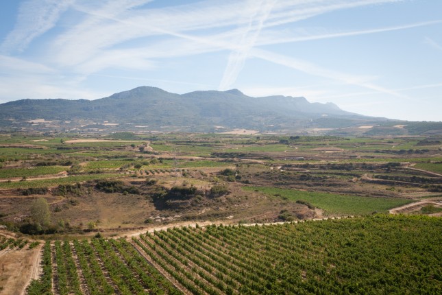 Rio wine region landscape