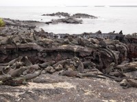Galapagos iguanas on the beach