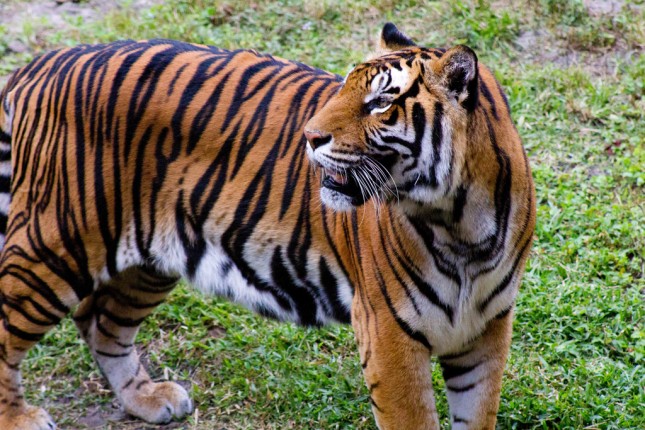 Tiger at the Animal Kingdom