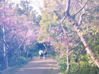 Cherry blossom in Okinawa