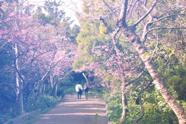 Cherry blossom in Okinawa