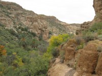 Phoenix desert Phoenix desert