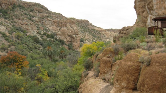 Phoenix desert