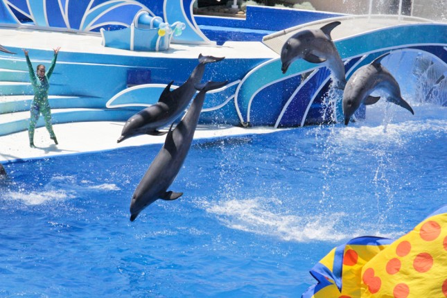 Dolphins SeaWorld San Diego