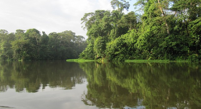 Rainforest in Tortuguero, Costa Rica